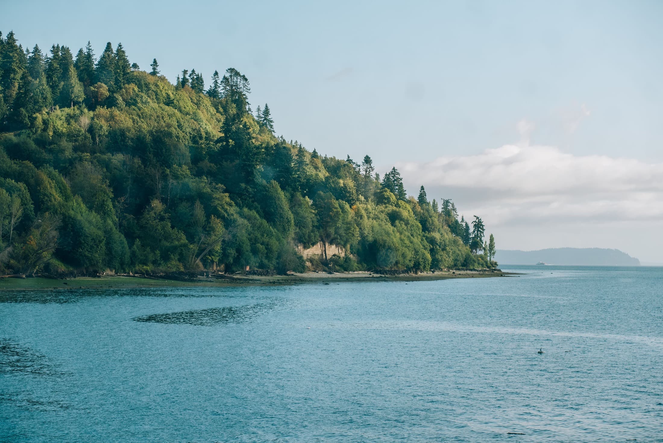 Green shoreline along Puget Sound